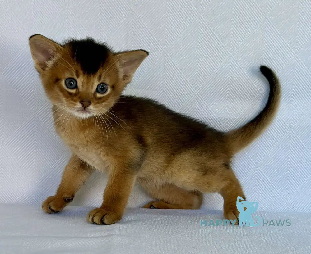 Zevs Abyssinian male ruddy live animals