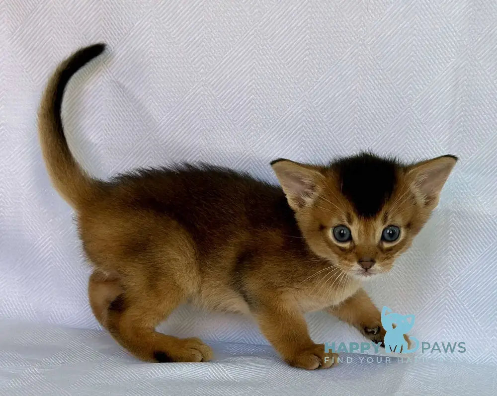 Zevs Abyssinian male ruddy live animals