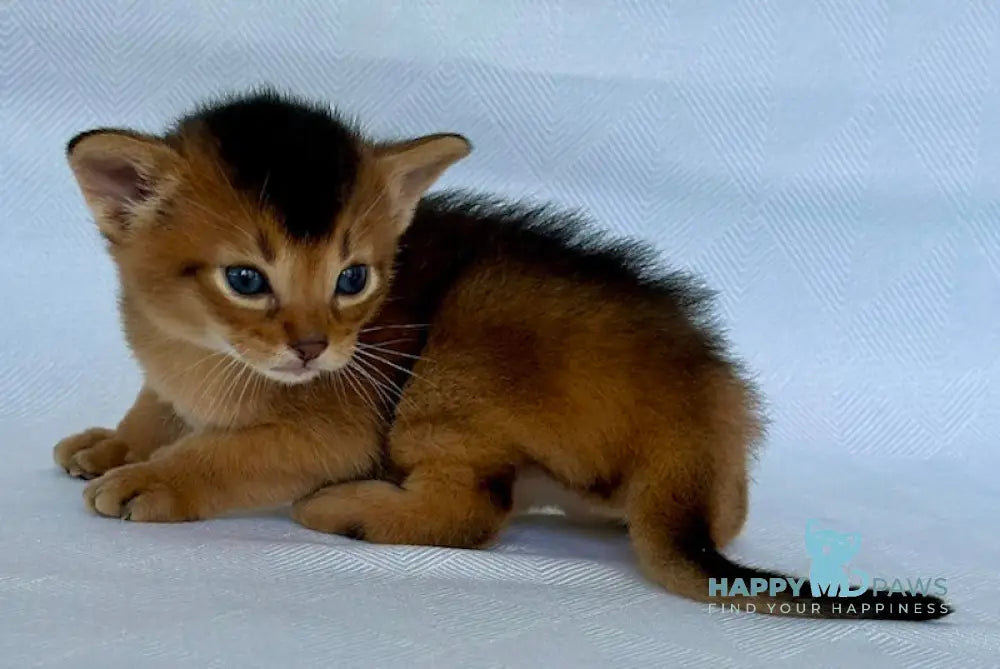 Zevs Abyssinian male ruddy live animals