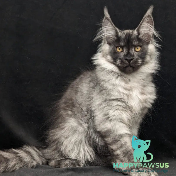 Zevs Maine Coon male black silver - live animals