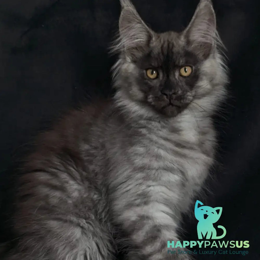 Zevs Maine Coon male black silver - live animals