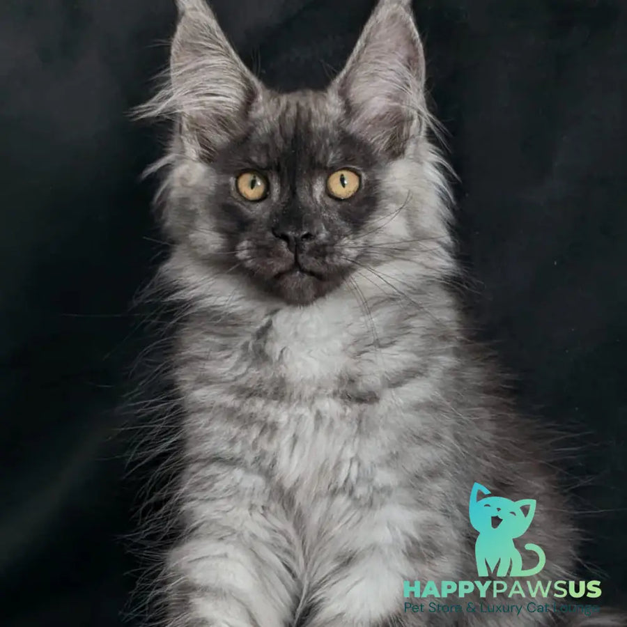 Zevs Maine Coon male black silver - live animals