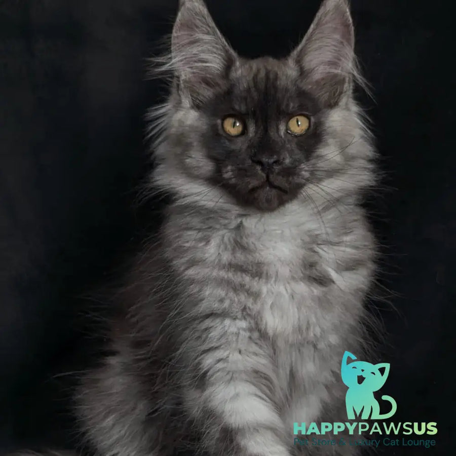 Zevs Maine Coon male black silver - live animals