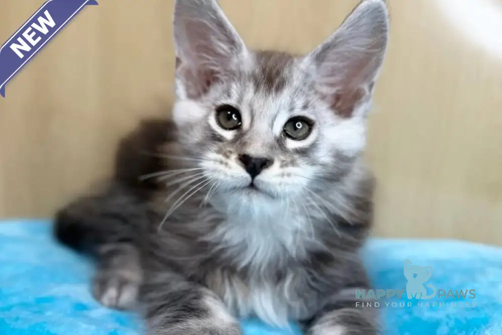 Zevs Maine Coon male black silver ticked tabby live animals