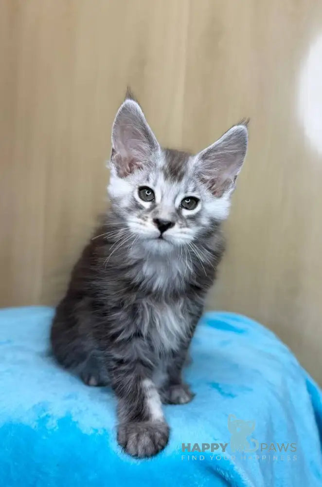 Zevs Maine Coon male black silver ticked tabby live animals