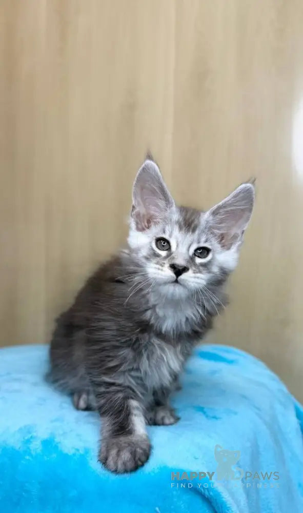 Zevs Maine Coon male black silver ticked tabby live animals