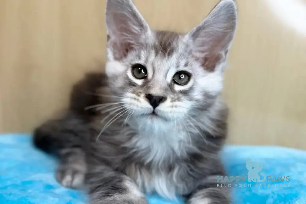Zevs Maine Coon male black silver ticked tabby live animals