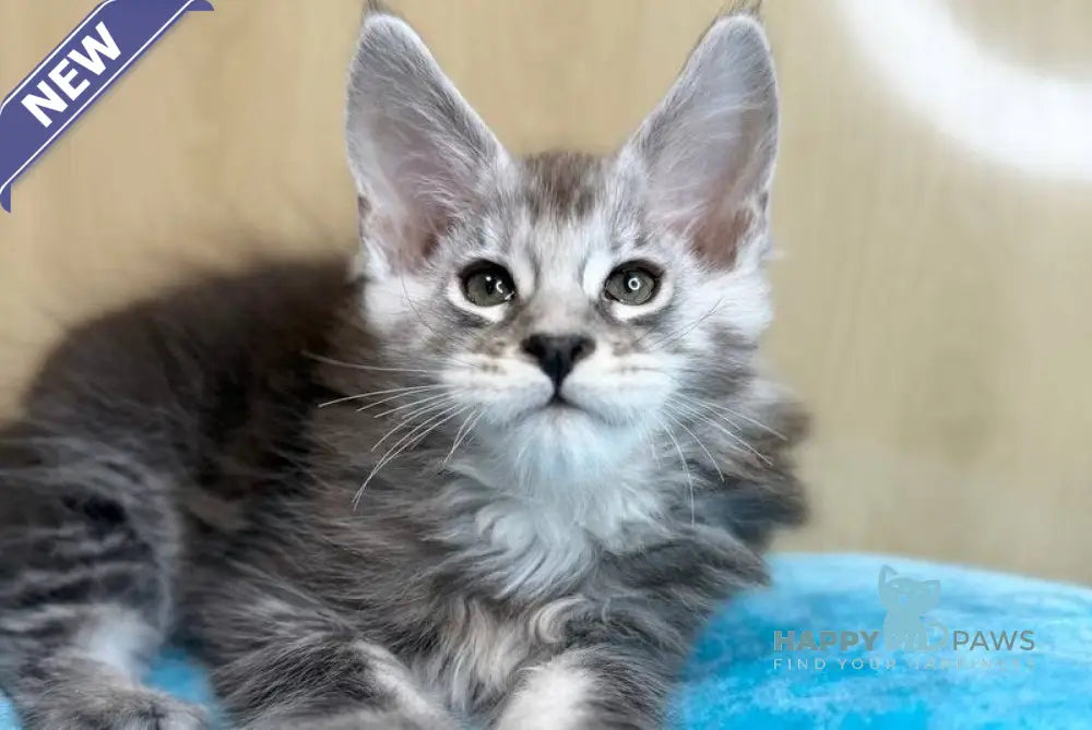 Zevs Maine Coon male black silver ticked tabby live animals
