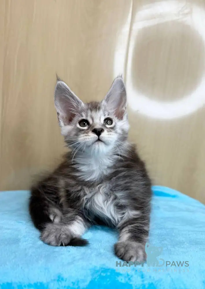 Zevs Maine Coon male black silver ticked tabby live animals