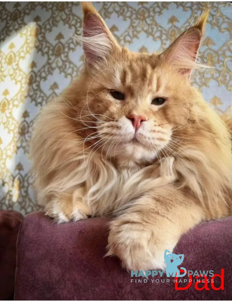 Zevs Maine Coon male black silver ticked tabby live animals