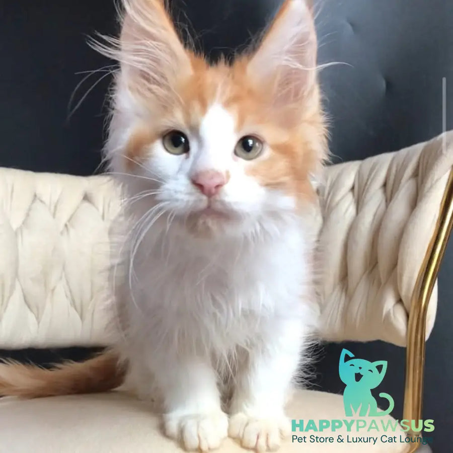 Zevs Maine Coon male red tabby bicolour - live animals