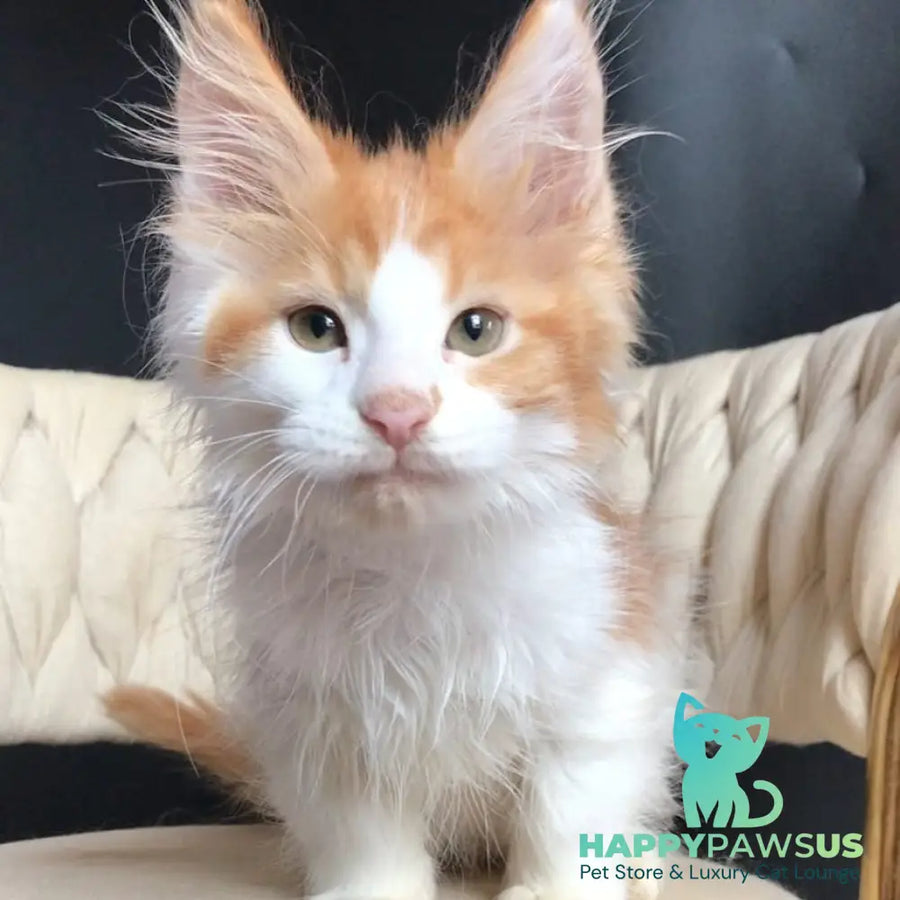 Zevs Maine Coon male red tabby bicolour - live animals
