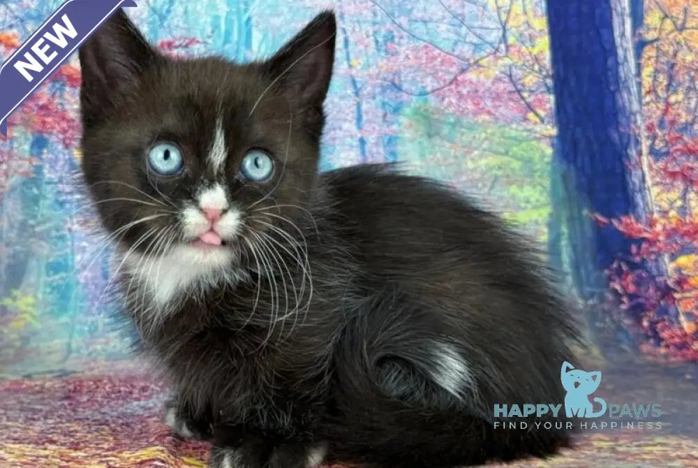 Zevs Munchkin male black bicolour live animals