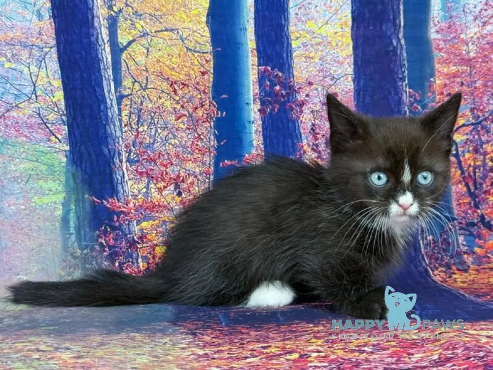 Zevs Munchkin male black bicolour live animals