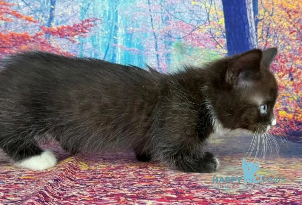 Zevs Munchkin male black bicolour live animals