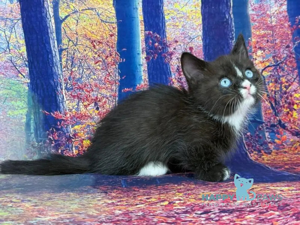 Zevs Munchkin male black bicolour live animals