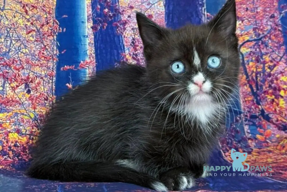 Zevs Munchkin male black bicolour live animals