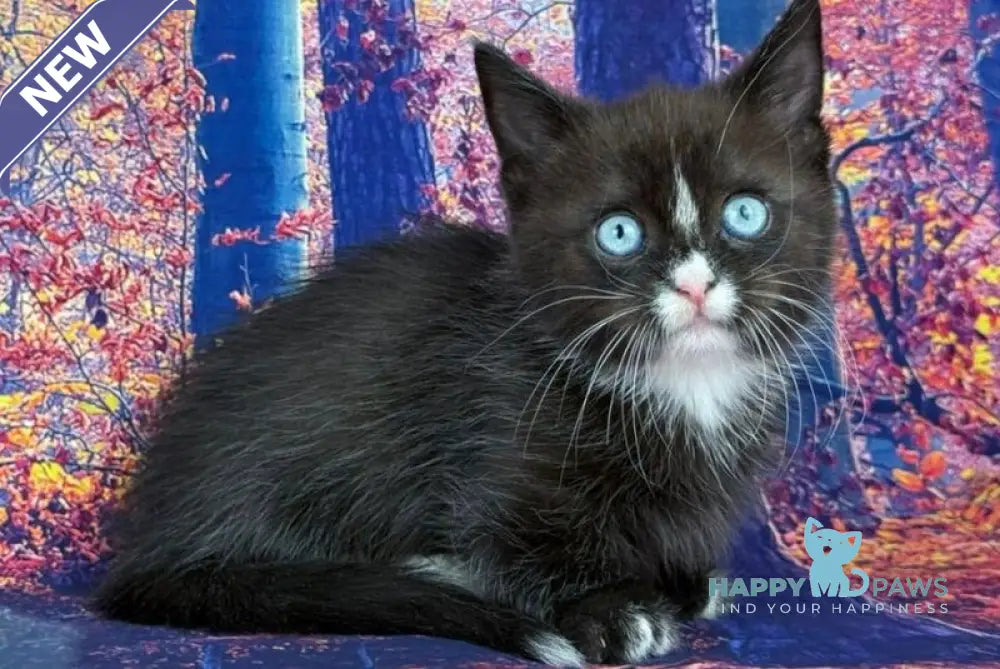 Zevs Munchkin male black bicolour live animals