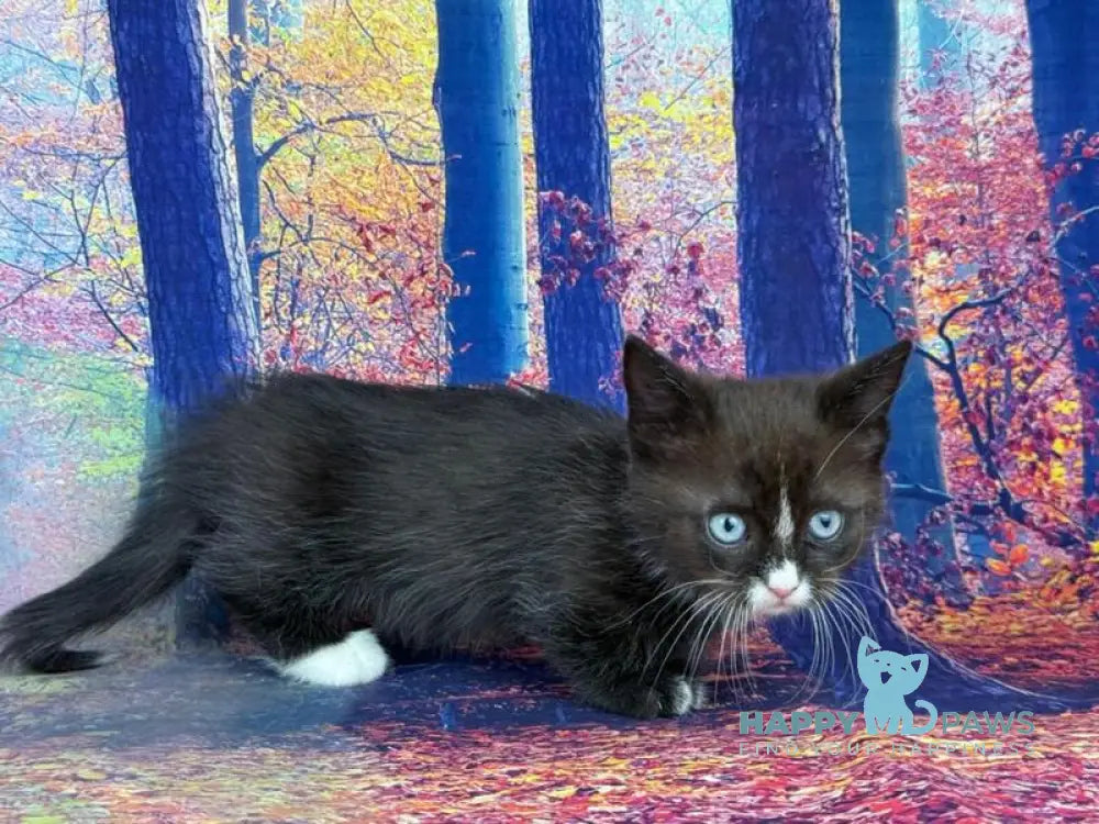 Zevs Munchkin male black bicolour live animals