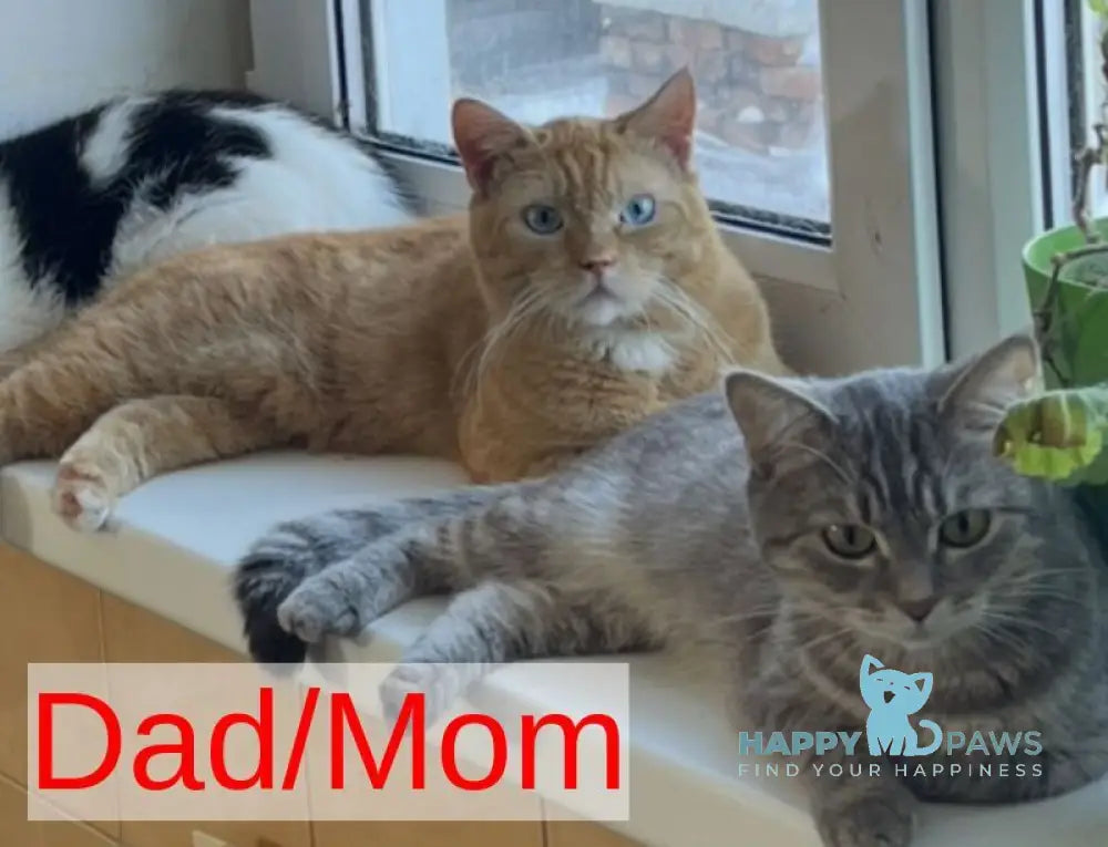 Zevs Munchkin male black bicolour live animals