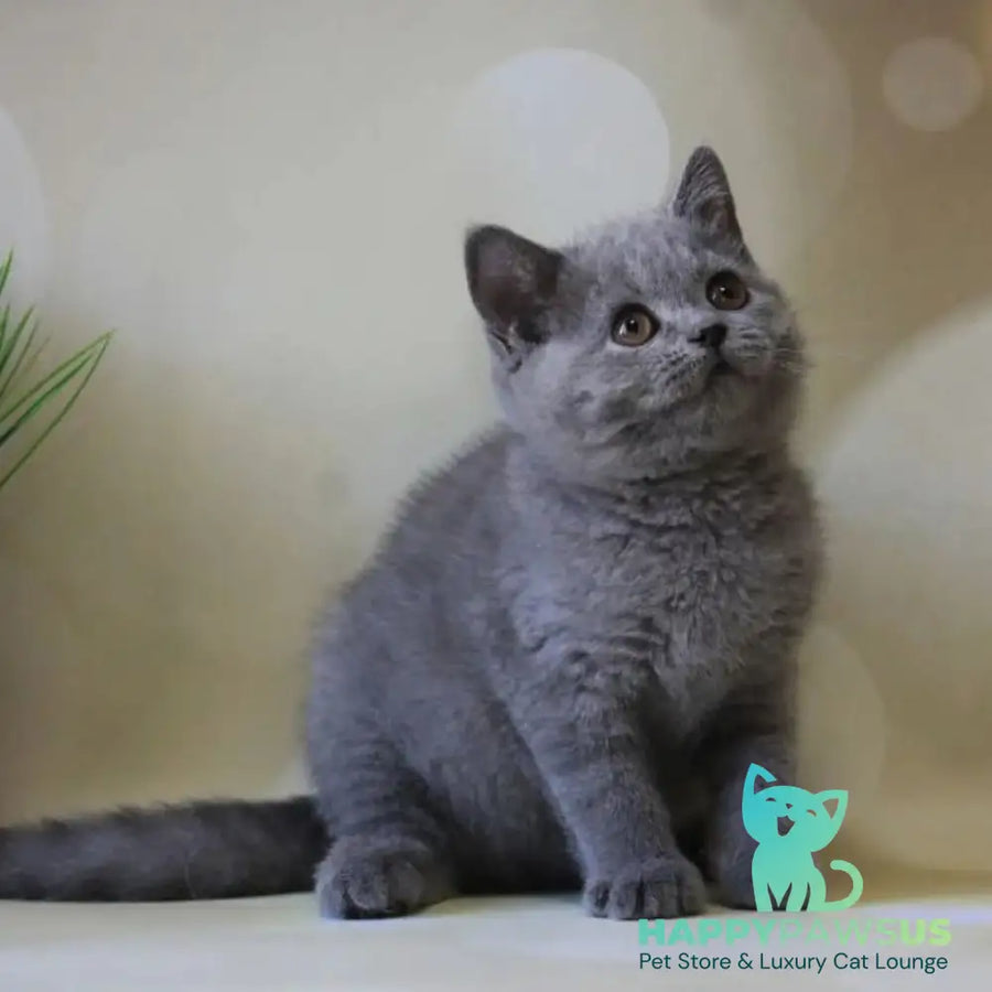 Zeya British Shorthair female blue - live animals
