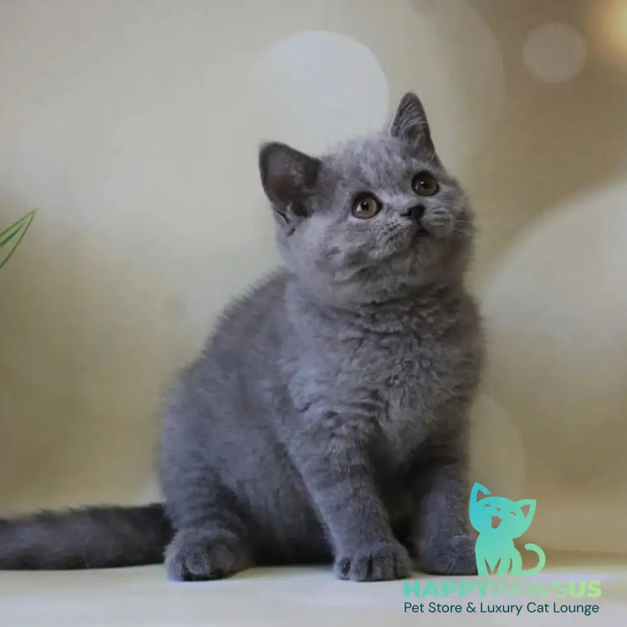 Zeya British Shorthair female blue - live animals