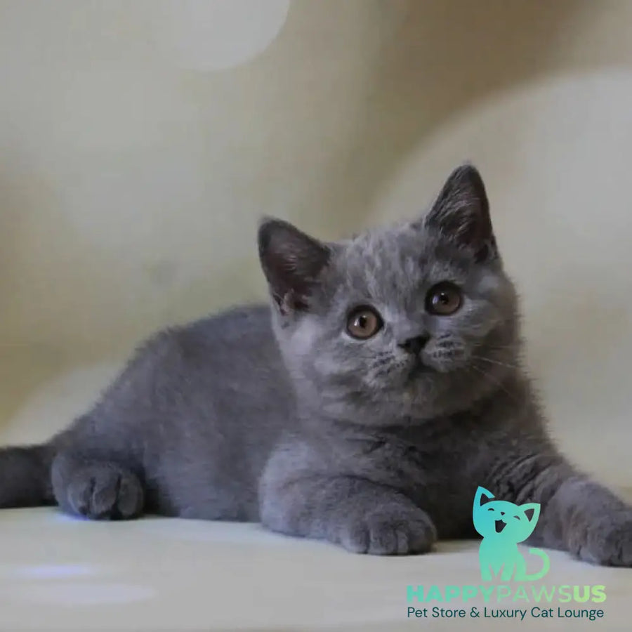 Zeya British Shorthair female blue - live animals