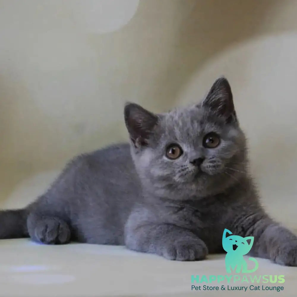 Zeya British Shorthair female blue - live animals