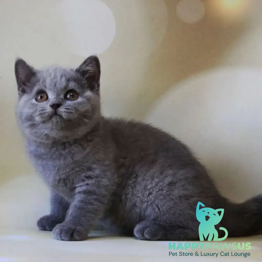 Zeya British Shorthair female blue - live animals