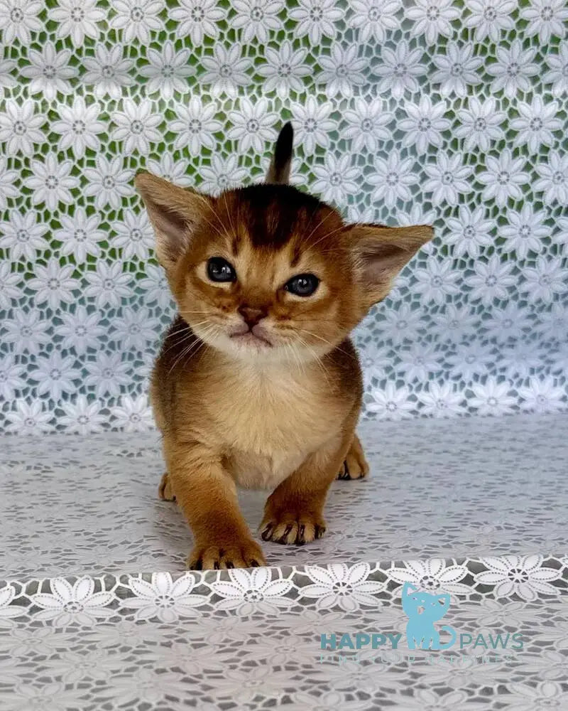 Zhaklin Abyssinian female ruddy - live animals