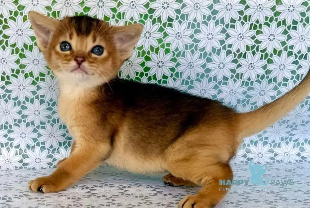 Zhaklin Abyssinian female ruddy - live animals