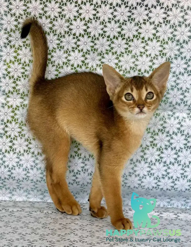 Zhaklin Abyssinian female ruddy - live animals
