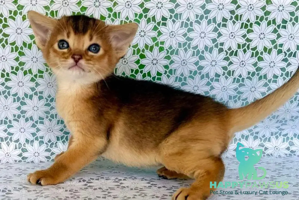 Zhaklin Abyssinian female ruddy - live animals