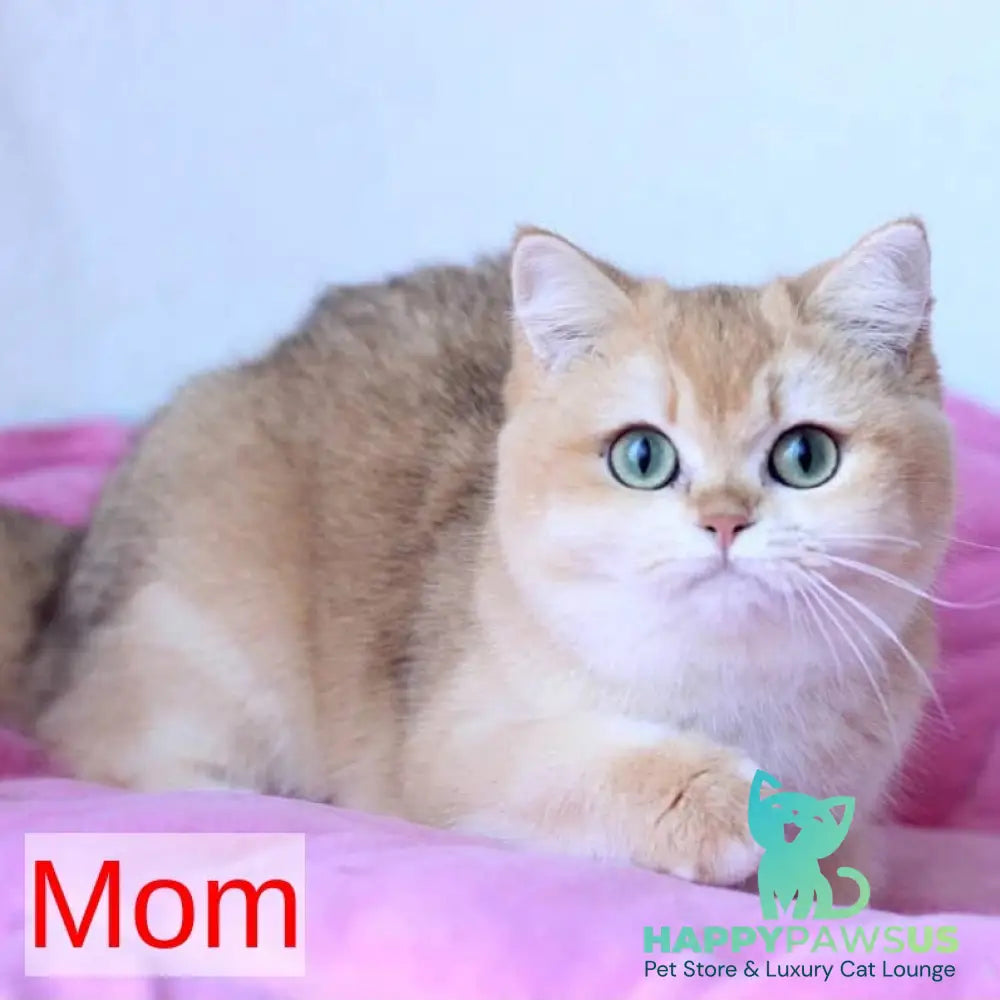 Zhalli British Shorthair female black golden chinchilla - live animals
