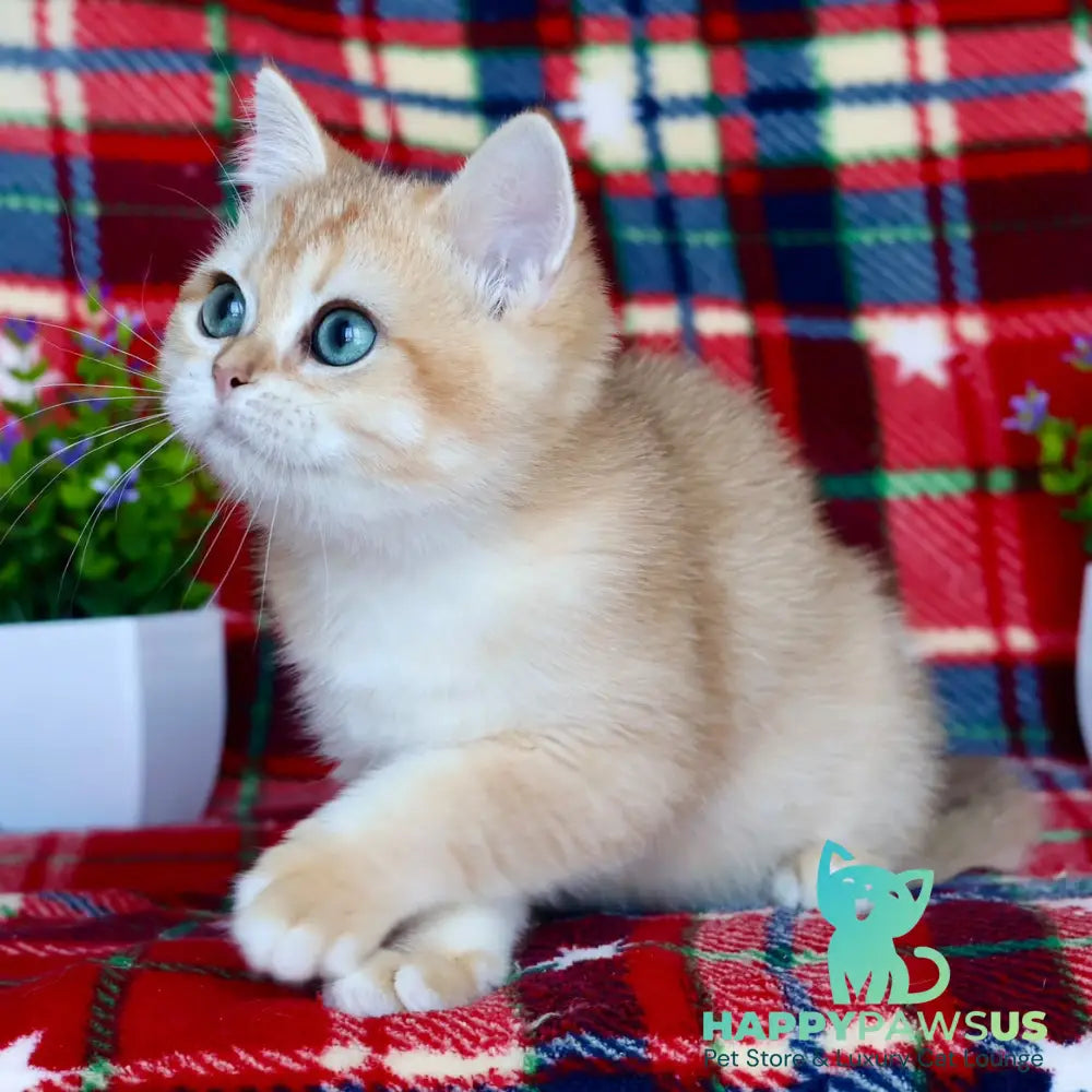 Zhalli British Shorthair female black golden chinchilla - live animals