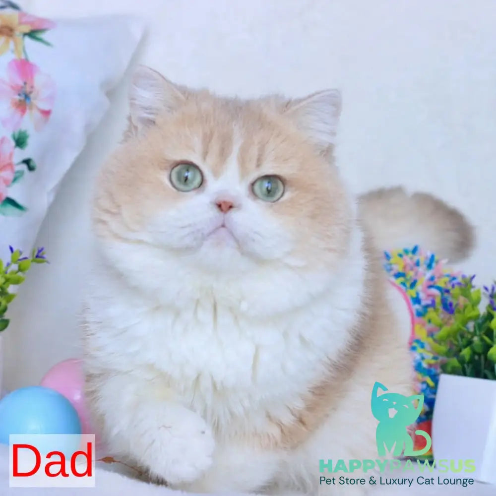 Zhalli British Shorthair female black golden chinchilla - live animals