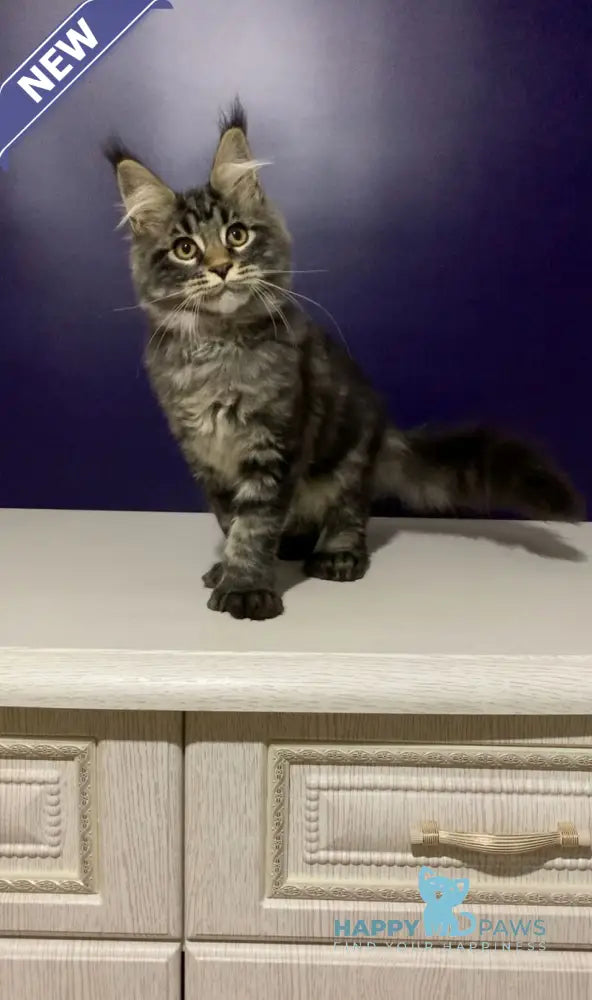 Zhan Maine Coon polydactyl male black tabby live animals