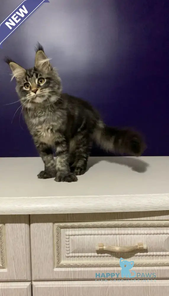 Zhan Maine Coon polydactyl male black tabby live animals