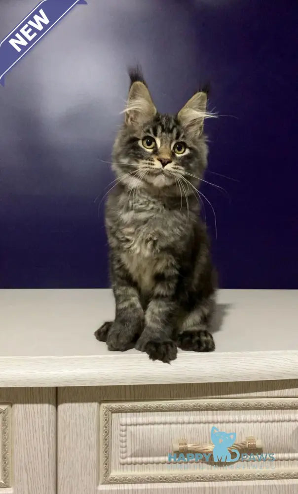 Zhan Maine Coon polydactyl male black tabby live animals