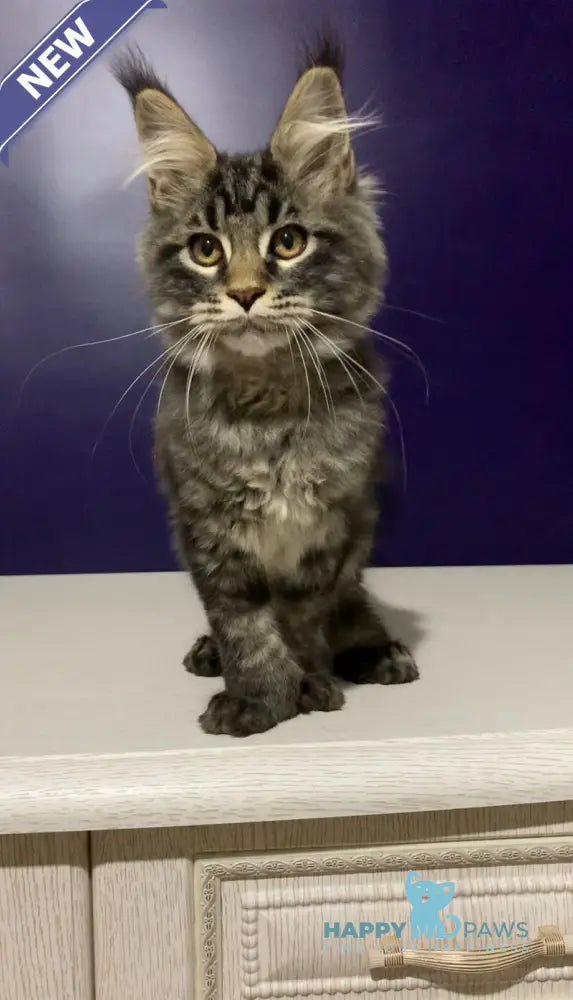 Zhan Maine Coon polydactyl male black tabby live animals