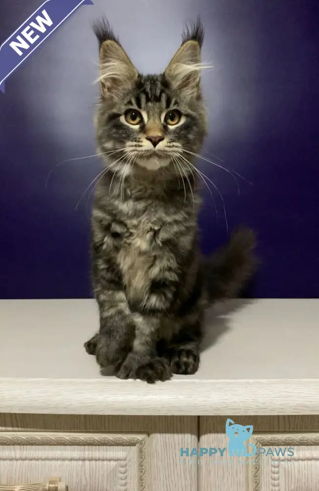 Zhan Maine Coon polydactyl male black tabby live animals