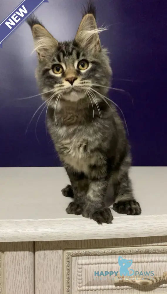 Zhan Maine Coon polydactyl male black tabby live animals