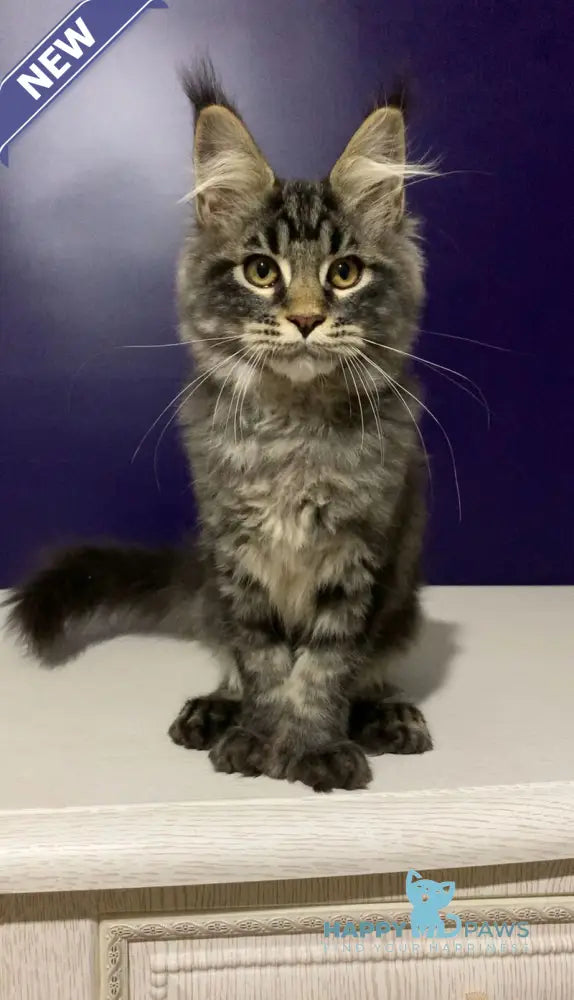 Zhan Maine Coon polydactyl male black tabby live animals