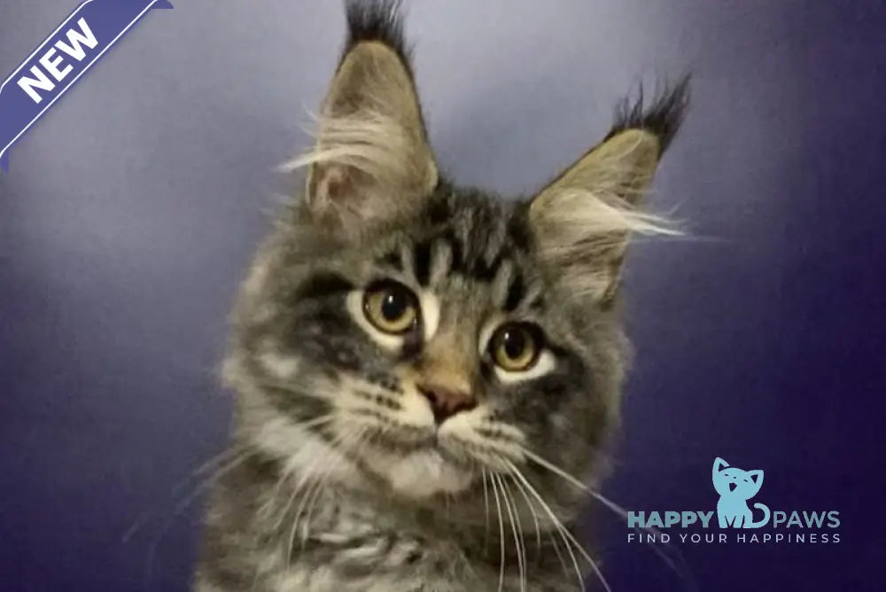 Zhan Maine Coon polydactyl male black tabby live animals