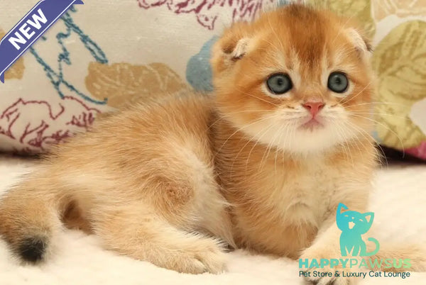 Zhan Scottish Fold male black golden shaded - live animals