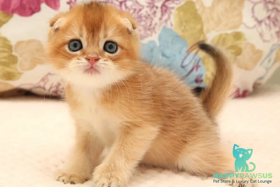 Zhan Scottish Fold male black golden shaded - live animals