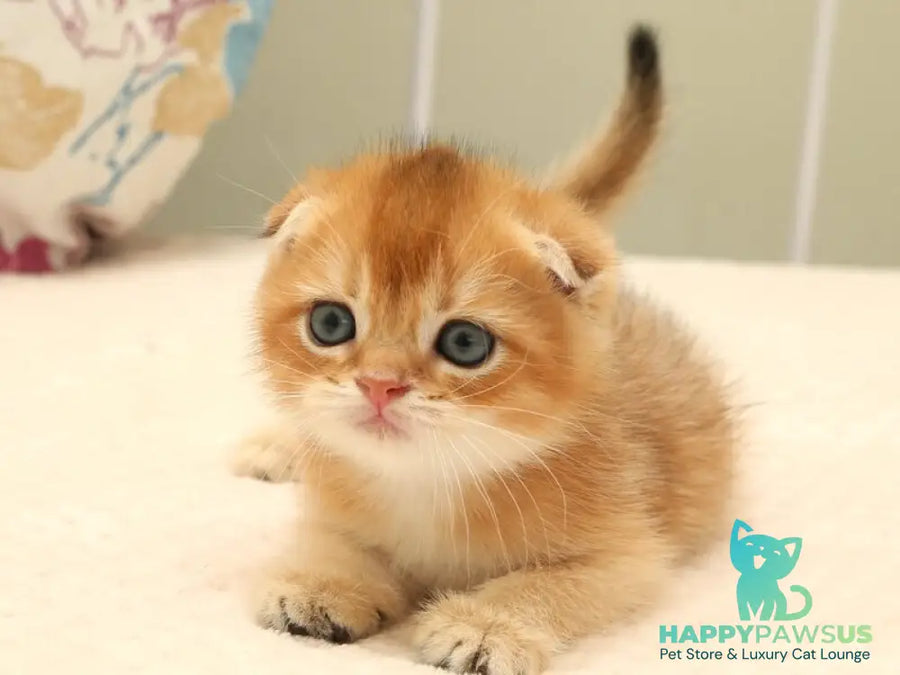 Zhan Scottish Fold male black golden shaded - live animals