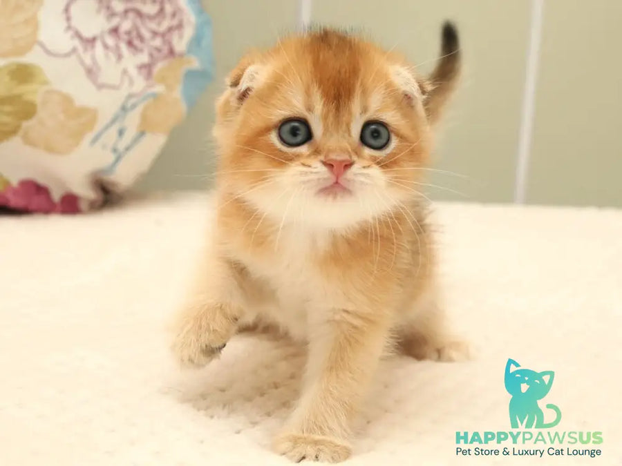Zhan Scottish Fold male black golden shaded - live animals
