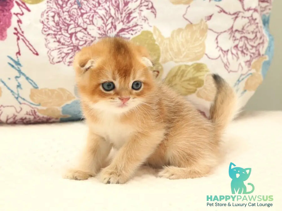 Zhan Scottish Fold male black golden shaded - live animals