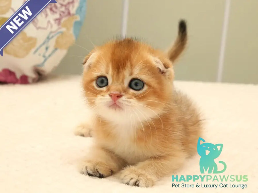 Zhan Scottish Fold male black golden shaded - live animals
